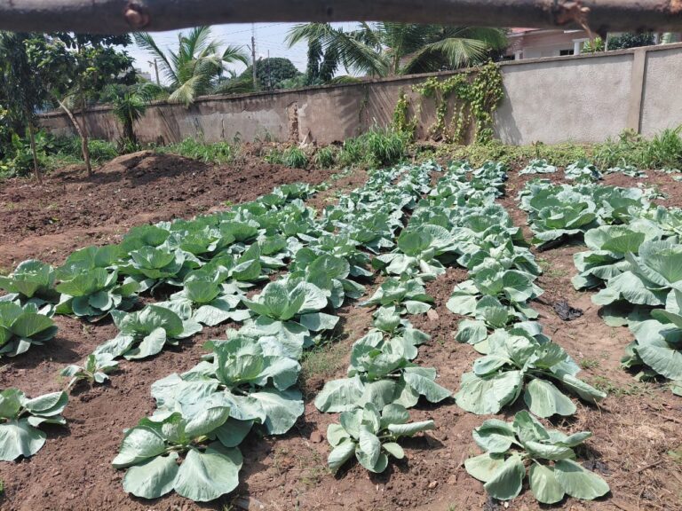 🌱 Sowing Seeds, Harvesting Change! 🌍